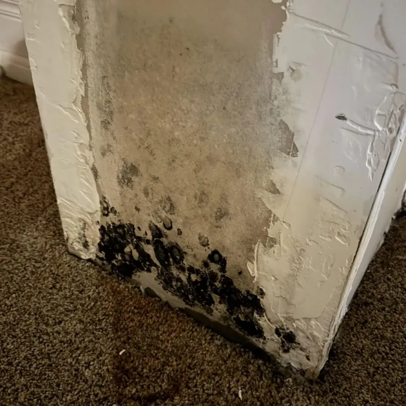 Professional Mold Removal in Haughton, LA